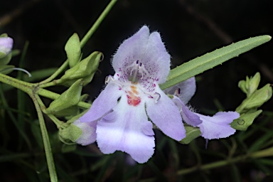 APII jpeg image of Prostanthera tallowa  © contact APII