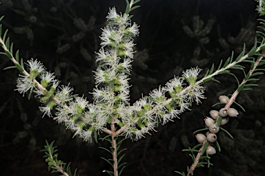 APII jpeg image of Melaleuca lanceolata  © contact APII