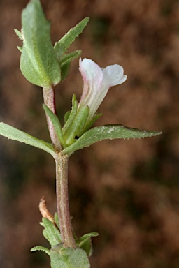 APII jpeg image of Gratiola pumilo  © contact APII