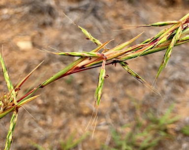 APII jpeg image of Cymbopogon refractus  © contact APII