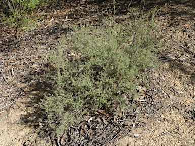 APII jpeg image of Hibbertia stricta  © contact APII