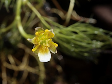 APII jpeg image of Ranunculus trichophyllus  © contact APII