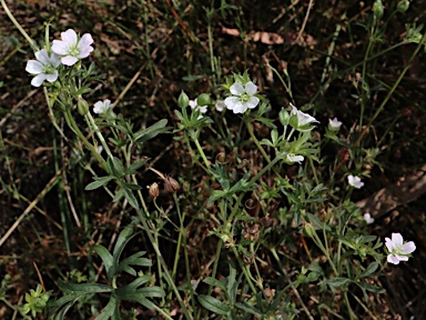 APII jpeg image of Geranium retrorsum  © contact APII