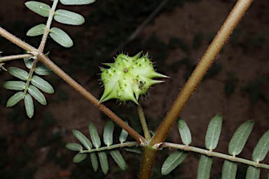 APII jpeg image of Tribulus terrestris  © contact APII