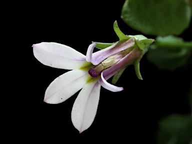 APII jpeg image of Lobelia purpurascens  © contact APII