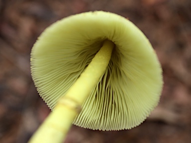 APII jpeg image of Leucocoprinus birnbaumii  © contact APII