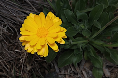 APII jpeg image of Calendula officinalis  © contact APII