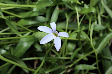 APII jpeg image of Lobelia pratioides  © contact APII