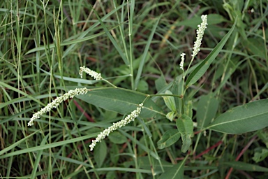 APII jpeg image of Persicaria attenuata subsp. attenuata  © contact APII