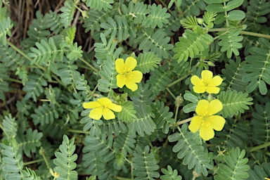 APII jpeg image of Tribulus terrestris  © contact APII