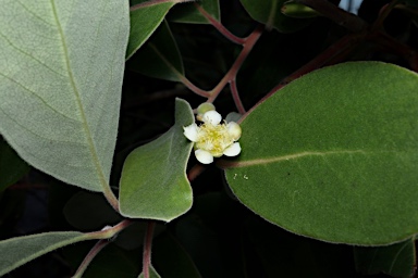 APII jpeg image of Lophostemon grandiflorus subsp. riparius  © contact APII