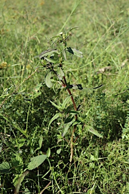 APII jpeg image of Eclipta prostrata  © contact APII