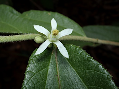 APII jpeg image of Grewia retusifolia  © contact APII