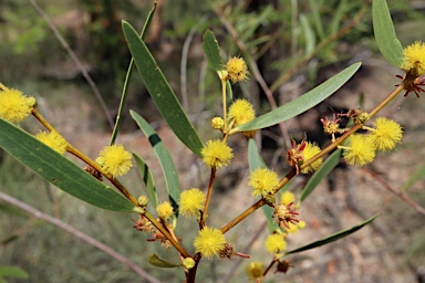 APII jpeg image of Acacia multisiliqua  © contact APII