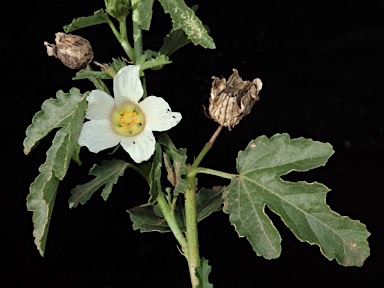 APII jpeg image of Hibiscus verdcourtii  © contact APII