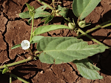 APII jpeg image of Ipomoea lonchophylla  © contact APII