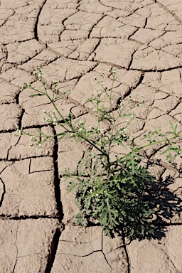 APII jpeg image of Parthenium hysterophorus  © contact APII