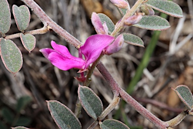 APII jpeg image of Indigofera queenslandica  © contact APII