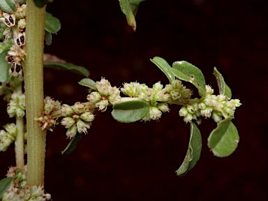 APII jpeg image of Amaranthus cochleitepalus  © contact APII