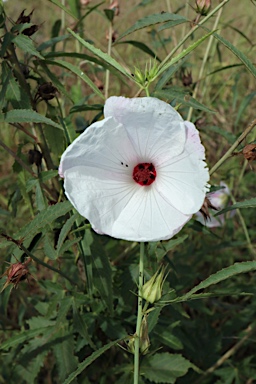 APII jpeg image of Hibiscus meraukensis  © contact APII