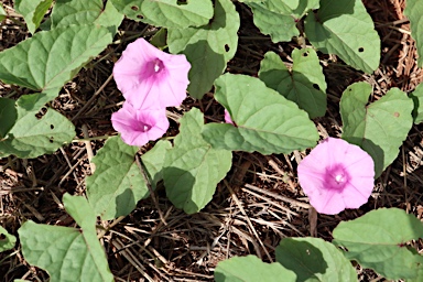 APII jpeg image of Ipomoea muelleri  © contact APII