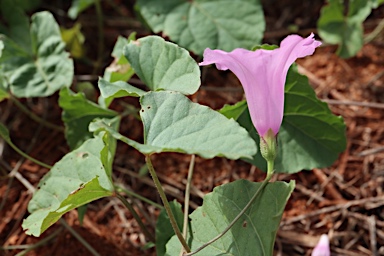 APII jpeg image of Ipomoea muelleri  © contact APII