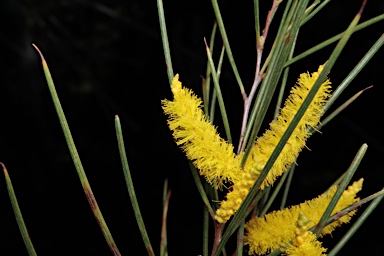 APII jpeg image of Acacia sessilispica  © contact APII