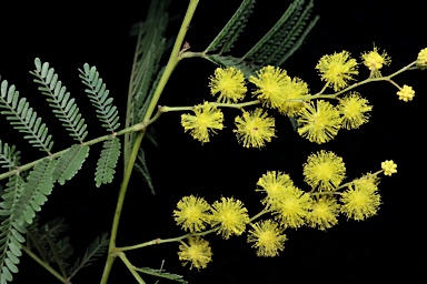 APII jpeg image of Acacia cardiophylla  © contact APII