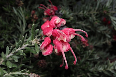 APII jpeg image of Grevillea 'Strawberry Smoothie'  © contact APII