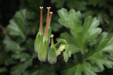 APII jpeg image of Erodium crinitum  © contact APII