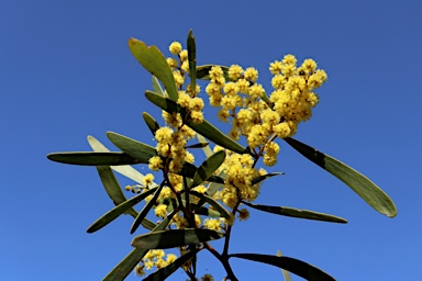 APII jpeg image of Acacia hakeoides  © contact APII