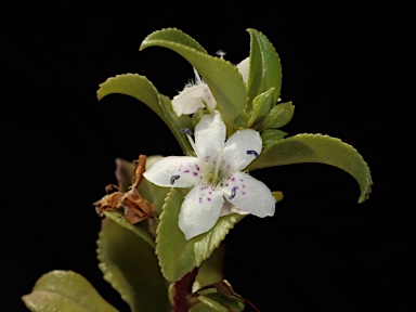 APII jpeg image of Myoporum petiolatum  © contact APII