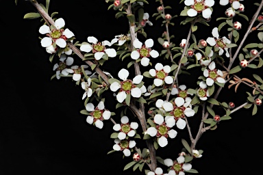 APII jpeg image of Leptospermum divaricatum  © contact APII