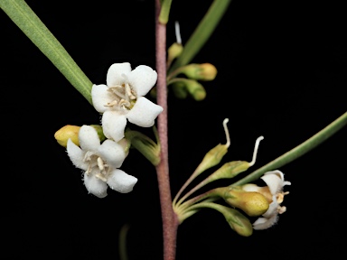 APII jpeg image of Myoporum montanum  © contact APII