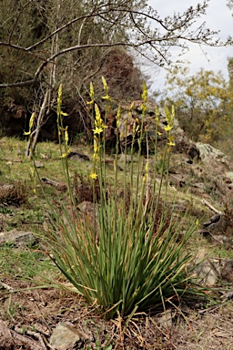 APII jpeg image of Bulbine glauca  © contact APII