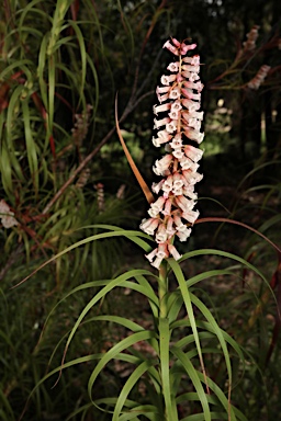 APII jpeg image of Dracophyllum secundum  © contact APII