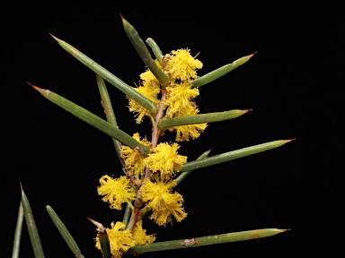 APII jpeg image of Acacia colletioides  © contact APII