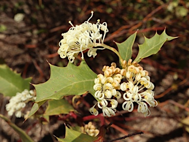 APII jpeg image of Grevillea monticola  © contact APII