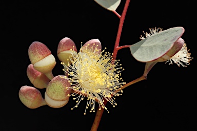 APII jpeg image of Eucalyptus websteriana  © contact APII