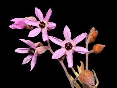 APII jpeg image of Lysiosepalum involucratum  © contact APII