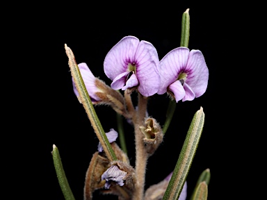 APII jpeg image of Hovea asperifolia subsp. asperifolia  © contact APII