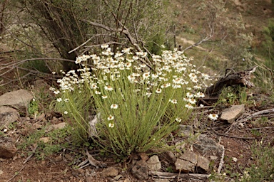 APII jpeg image of Leucochrysum  © contact APII