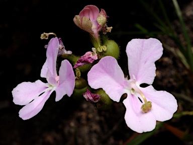 APII jpeg image of Stylidium affine  © contact APII