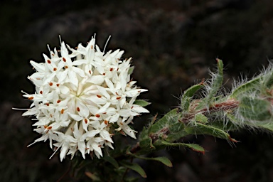 APII jpeg image of Pimelea imbricata var. piligera  © contact APII