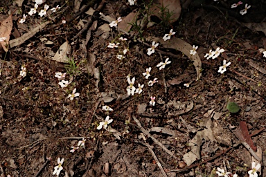 APII jpeg image of Stylidium calcaratum  © contact APII