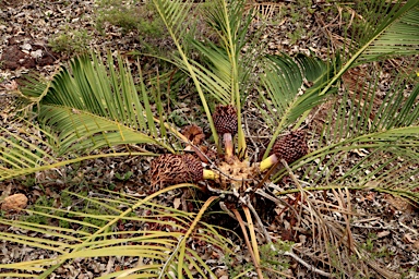 APII jpeg image of Macrozamia riedlei  © contact APII