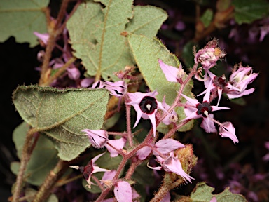 APII jpeg image of Lasiopetalum bracteatum  © contact APII