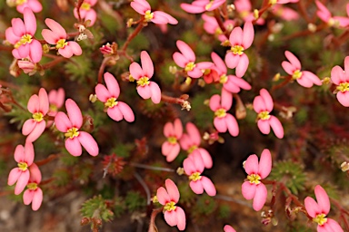 APII jpeg image of Stylidium bulbiferum  © contact APII