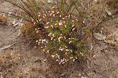 APII jpeg image of Stylidium dichotomum  © contact APII