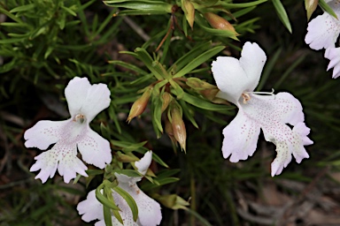 APII jpeg image of Hemiandra pungens  © contact APII